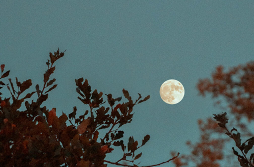 Gärtnern mit dem Mond