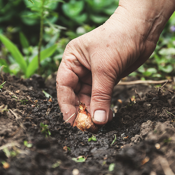 Blumenzwiebel wird von einer Hand in die Erde gesetzt