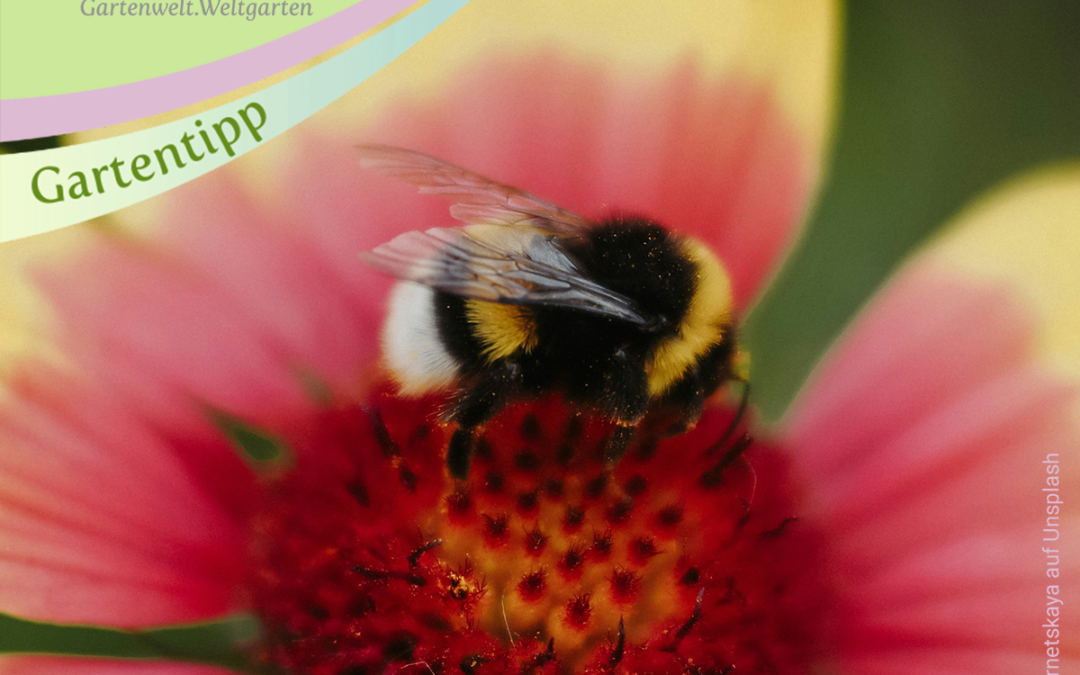 Frühblüher für Bienen und Hummeln