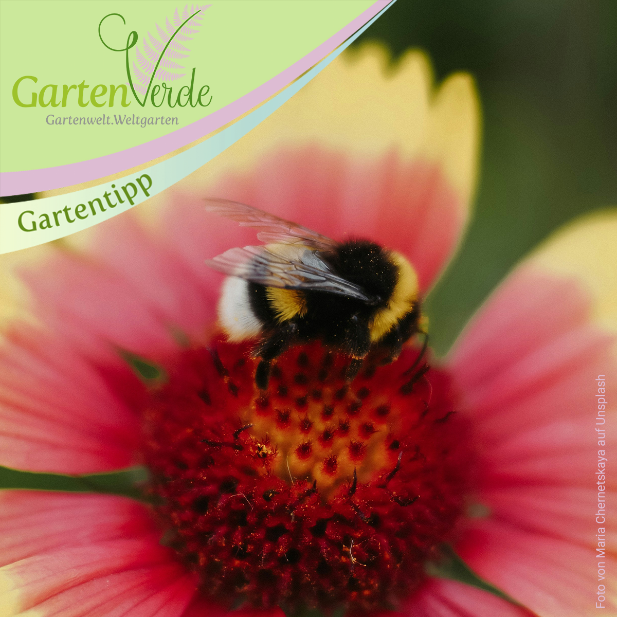 Hummel auf Blüte