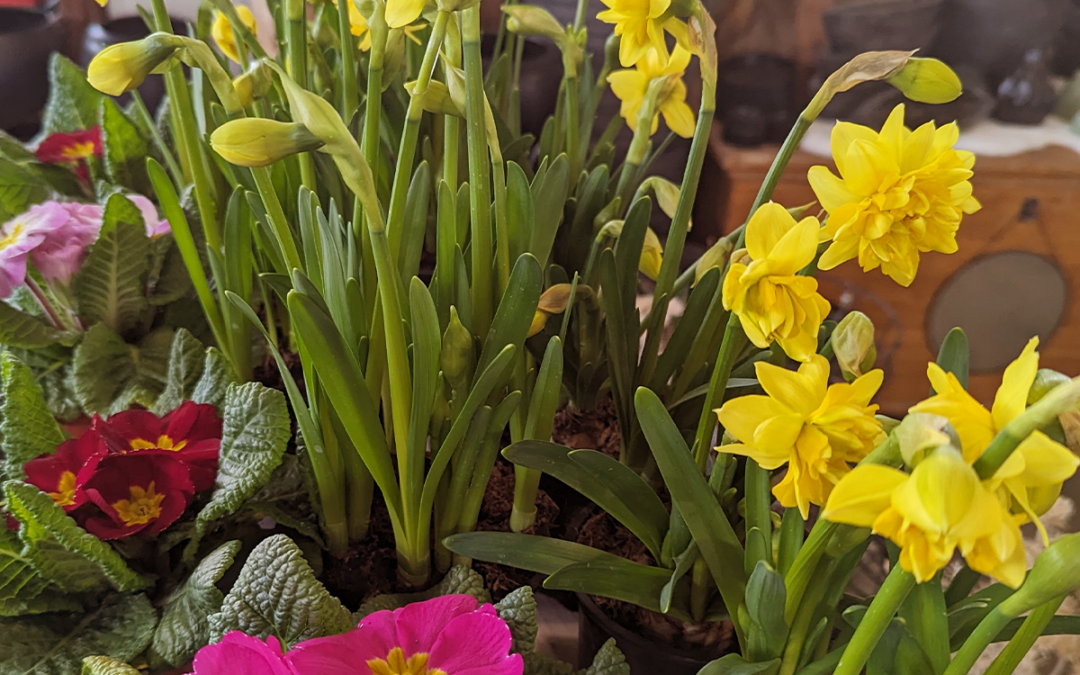 Frühlingsauftakt in der Gartenwelt