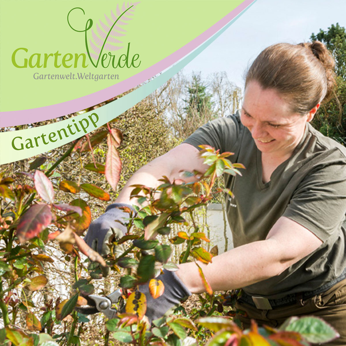 Garten Sommerschnitt