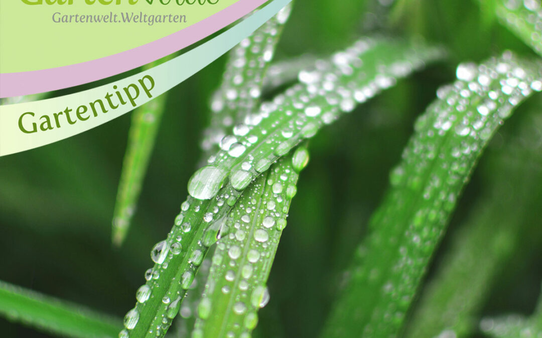 Gartenpflege bei nasser Witterung