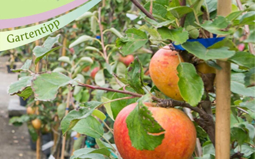 Obstbäume pflanzen